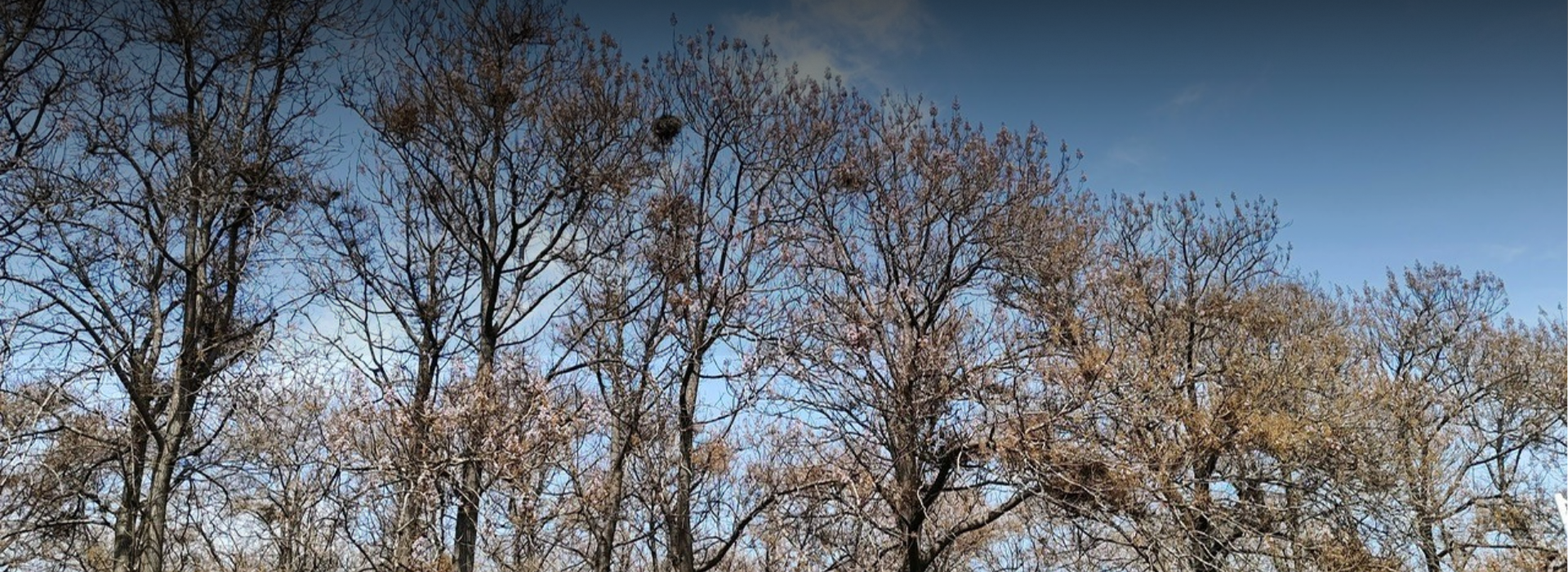 paulownia bomen veld met schaduw