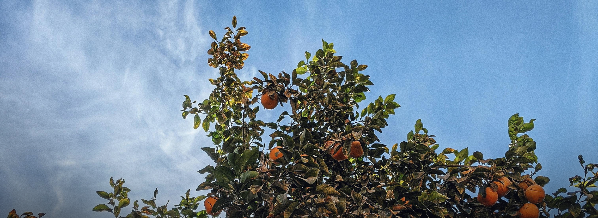 wijpersensinaasappels 