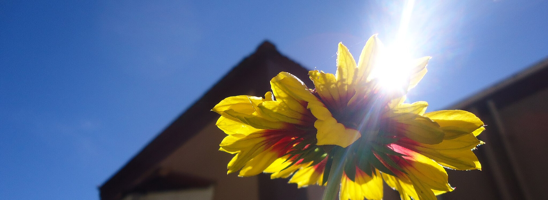 Achtergrondafbeelding van zonlicht op een bloem
