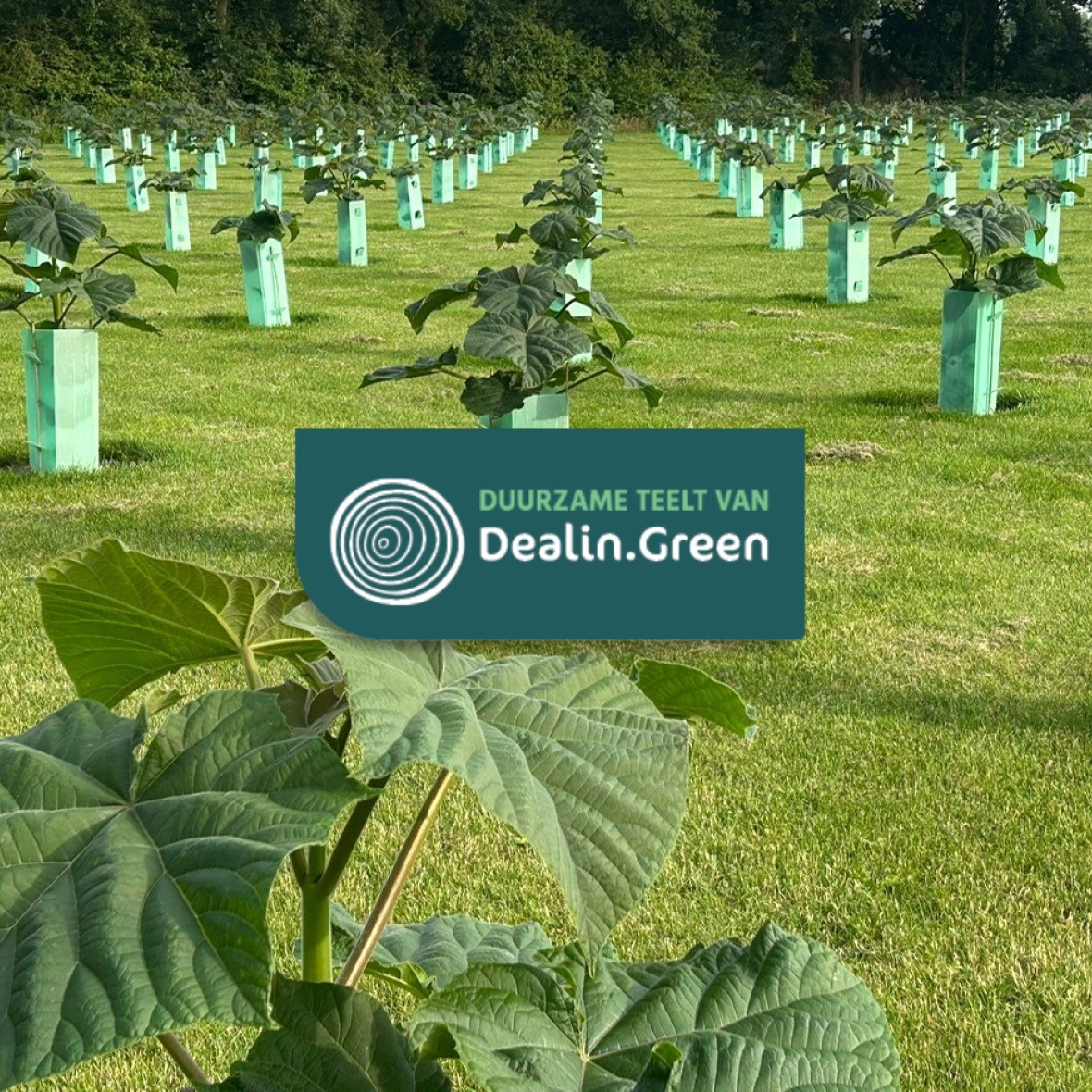 Duurzame teelt Dealin.Green