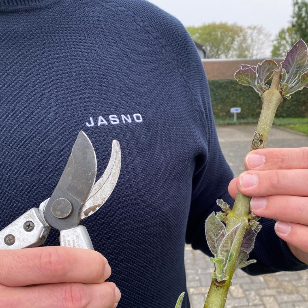 Paulownia boom bij JASNO geknipt